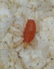 Cyta sp. (Bdellidae) - Rende (CS)